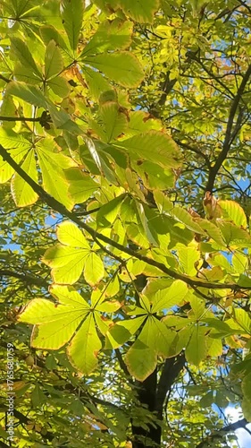 Chestnut leaves on a tree in the wind, early autumn season