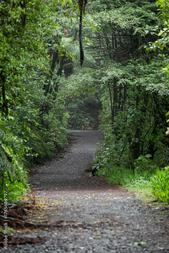 Fototapeta premium Trail path view between green trees.