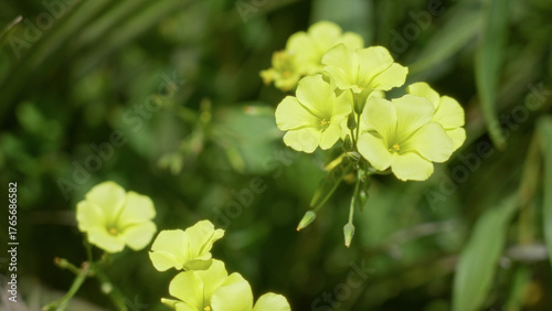 Fotografie Vibrant yellow oxalis flowers bloom outdoors in sunny torrevieja, spain, showcasing their delicate petals set against a lush green backdrop of natural flora