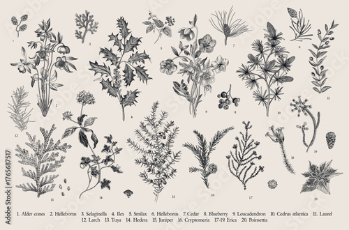 The Winter flora. Set of floral vector vintage elements. Part two. Black and white