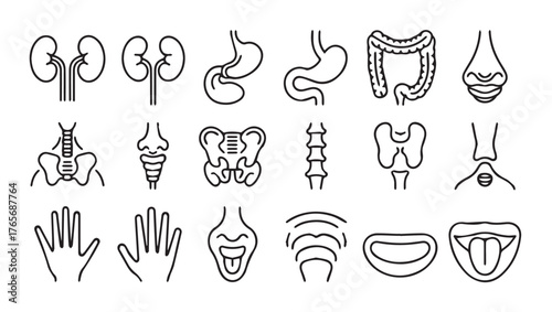 Detailed medical organ illustration with anatomical accuracy