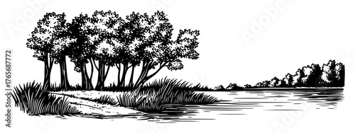 calm river bank with a grove of deciduous trees sketch