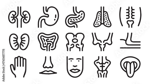 Detailed medical organ illustration with anatomical accuracy