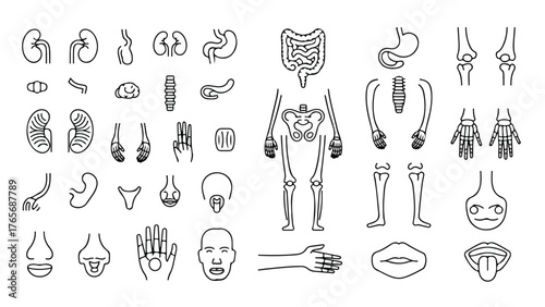 Detailed vector illustration of human organs in vibrant colors