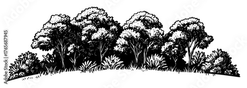 dense deciduous tree line woodland border illustration