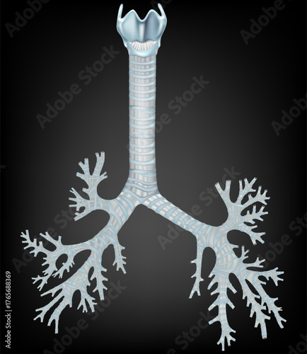 Realistic medical illustration showing the human trachea and bronchial tree structure. Detailed anatomy of the respiratory system, including tracheal rings, main bronchi, and branching bronchioles