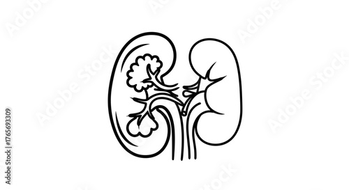 Detailed illustration of the human kidney anatomy for medical study.