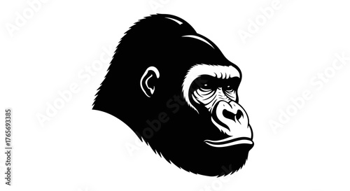 Gorilla head portrait black and white focused gaze strong features.