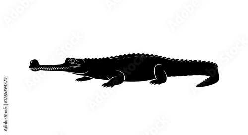 Silhouette of a Gharial Crocodile on White Background.
