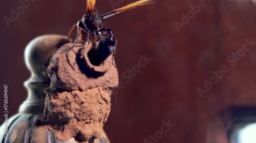 Close-up of Asian Hornet, Vespa affinis laying eggs in a nest.