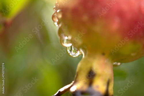 pomegranate fruit with raindrops on tree macro photography close-up