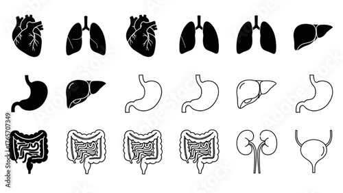 Human Internal Organs A Graphic Overview of the Heart, Lungs, and Digestive System