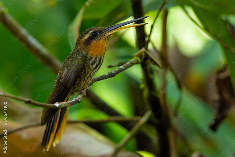 Fototapeta premium Saw-billed hermit (Ramphodon naevius)