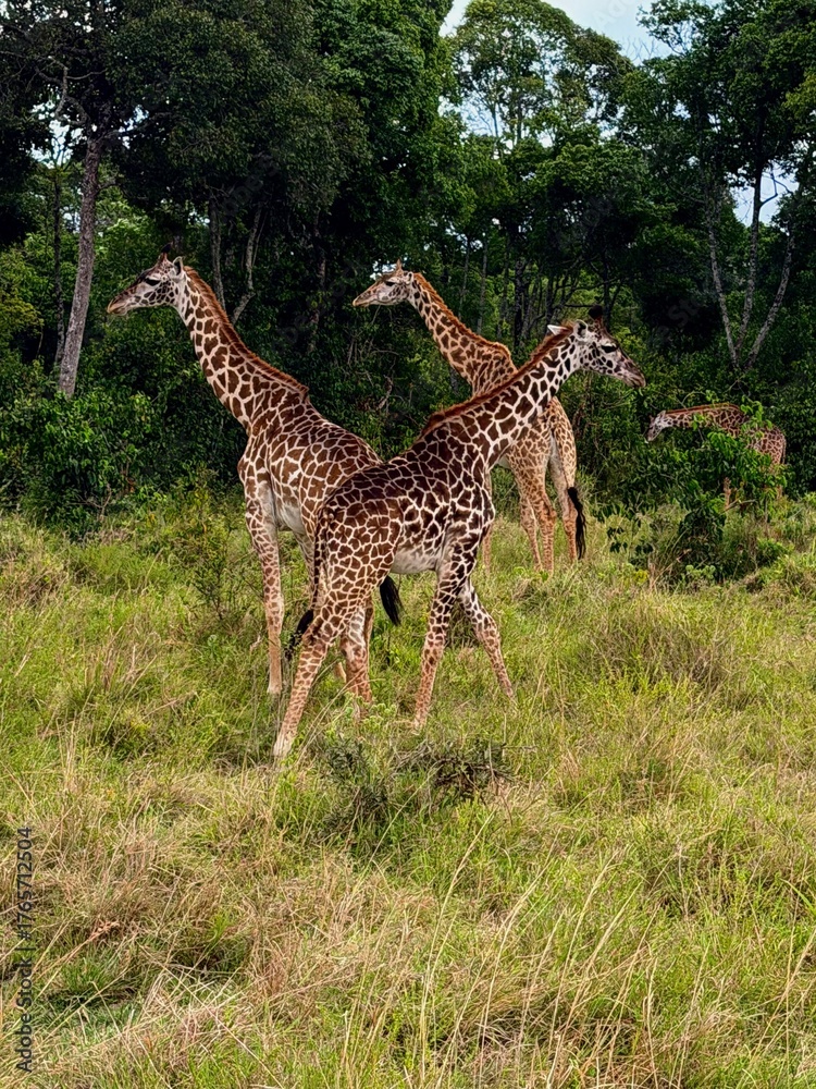 Fototapeta premium giraffe in the savannah