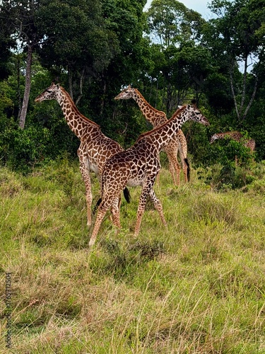 Photography giraffe in the savannah