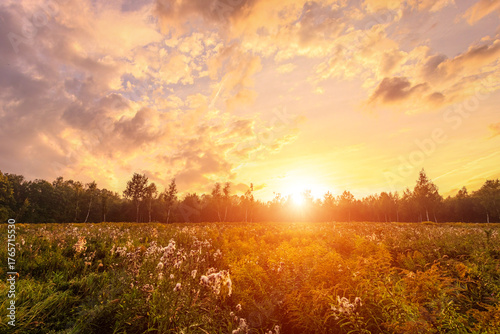 Golden sunset or sunrise over a field of wild grasses and flowers in summer. Rural landscape at dusk with forest and sky. Fog over the trees in the distance.