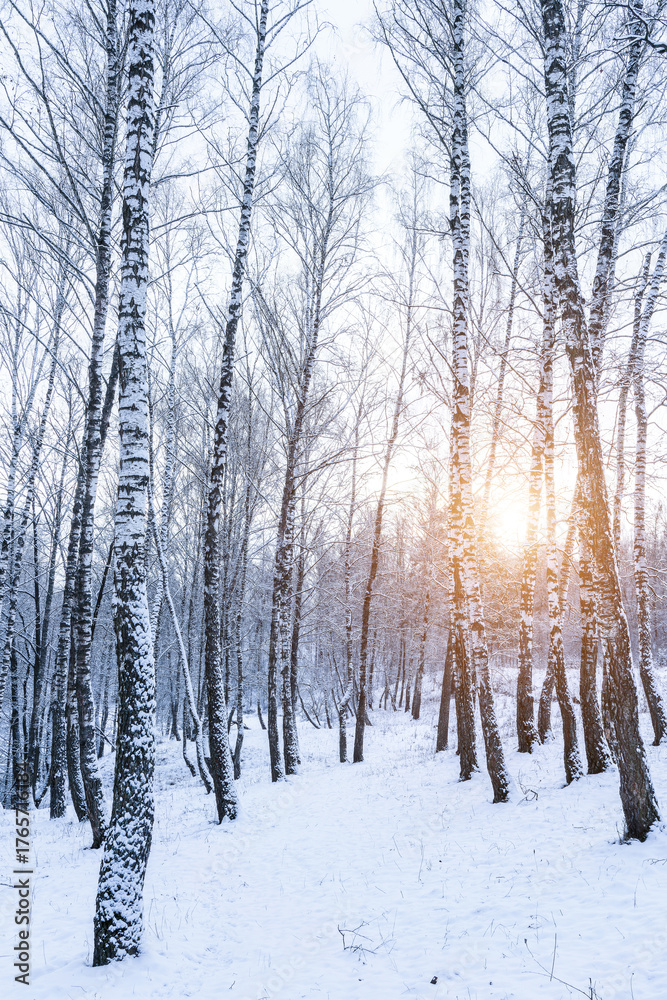 Naklejka premium Birch grove after a snowfall on a winter cloudy day. Birch branches covered with snow.