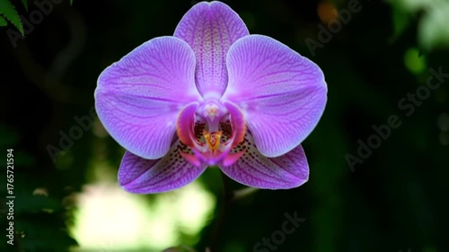 Stunning purple orchid blooms with vibrant detail in lush green garden