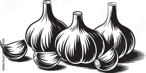 Garlic Bulbs and Cloves in Engraving Style - Vintage Food Vector Illustration