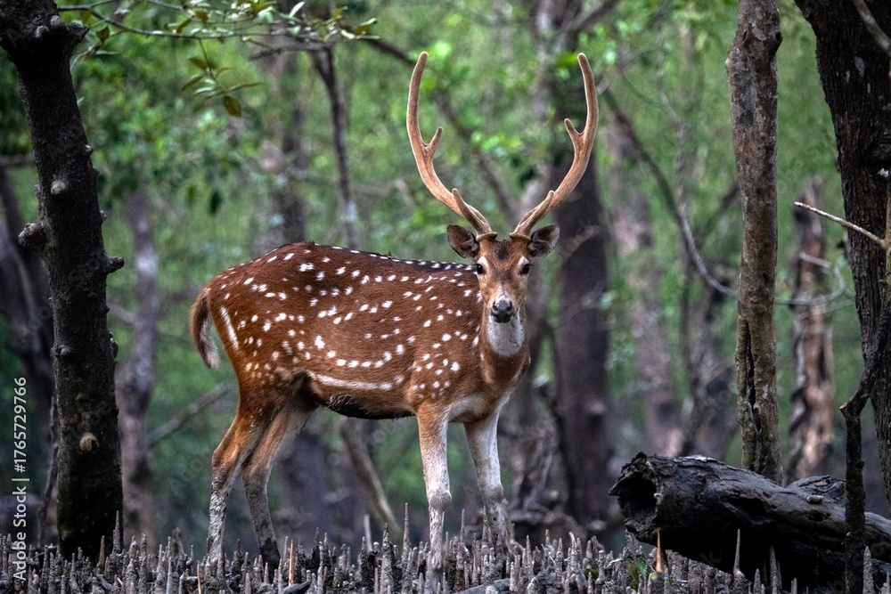 Obraz premium Graceful Chital (Spotted Deer or Axis Deer) in the wild, dense mangrove forest of the Sundarbans. Iconic deer species native to the Indian subcontinent.