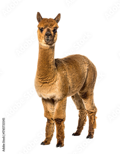 Alpaka, transparenter Hintergrund, png