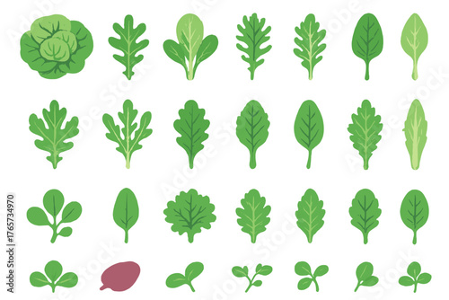 Collection of leafy greens and salad leaves in illustrated style