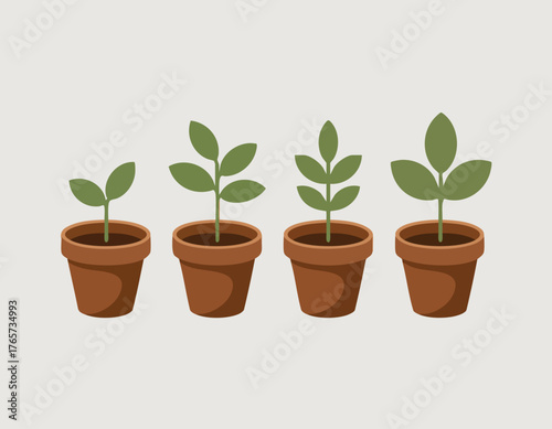 Four potted plants display progressive growth stages