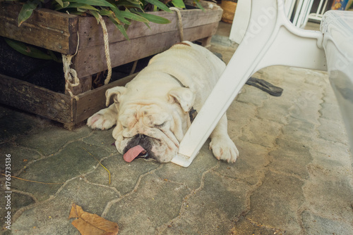 夏の暑さにぐったりするアジアの犬