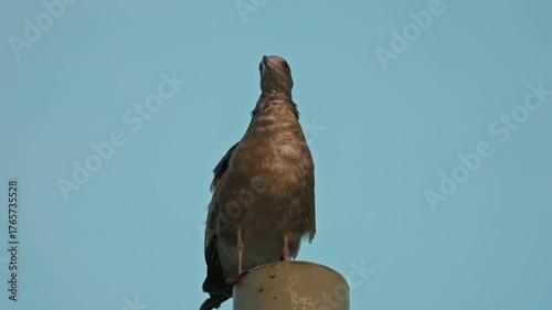 Juvenile Black-Tailed Gull Perched Against Blue Sky - Close Up