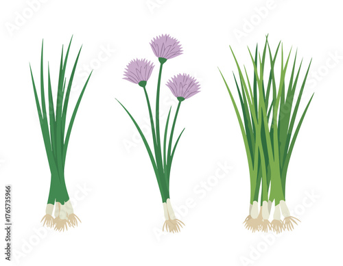 Three bunches of chives are displayed one with purple blooms