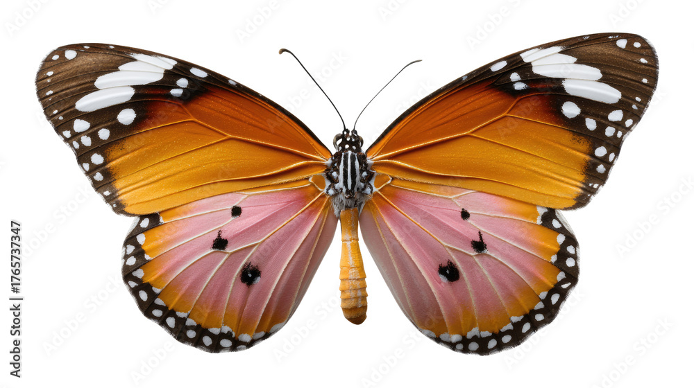 Fototapeta premium Vibrant Monarch Butterfly: A captivating, top-down view of a monarch butterfly, showcasing its exquisite patterns, colorful wings, and delicate antennae.