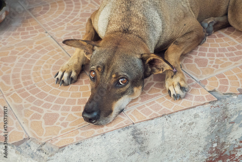 夏の暑さにぐったりするアジアの犬