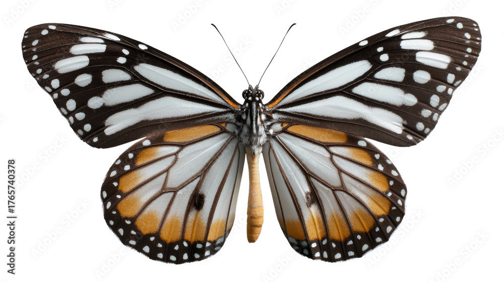 Fototapeta premium Butterfly of vibrant wings: A close-up view showcasing the intricate patterns and beauty of a butterfly's wings, bringing to life its delicate beauty and vibrant colors. 