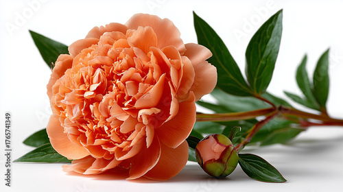orange peony isolate on white background

