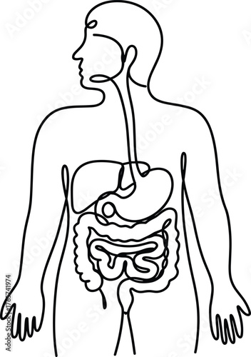 Human digestive system black and white vector illustration, anatomy schematic, educational biology drawing, internal organs, health science line art