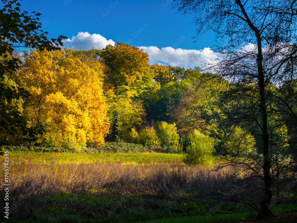 Naklejka premium Fall trees landscape in vibrant colors