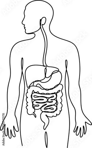 Human digestive system line drawing, anatomy vector illustration, educational medical diagram, internal organs, schematic body structure for learning