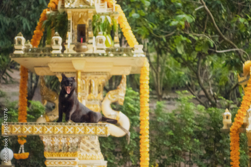 Tableau sur toile タイの守護霊を祀る祠（サーンプラプーム）の上で昼寝をする自由な黒猫