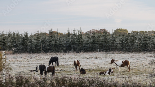 Horses on a frosty meadow