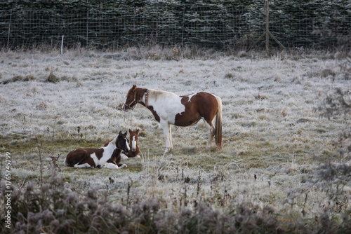 Horses on a frosty meadow