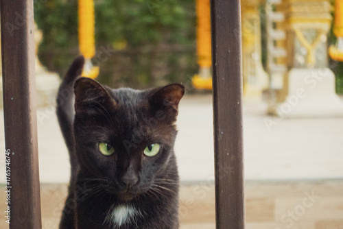 Tableau sur toile タイの守護霊を祀る祠（サーンプラプーム）の上で昼寝をする自由な黒猫