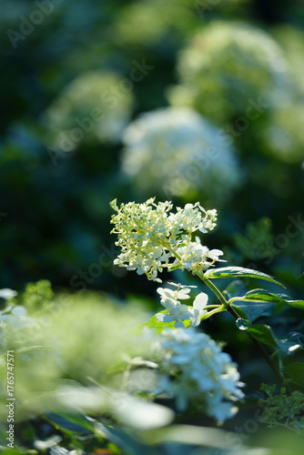 A cluster of small white flowers with green leaves opens towards the light, showing delicate petals and new growth in a garden.