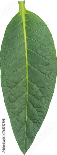 Green tobacco leaves (Nicotiana tabacum) transparent background, Green leaves