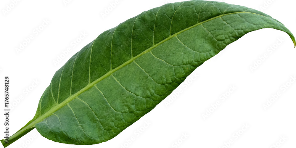Obraz premium Green tobacco leaves (Nicotiana tabacum) transparent background, Green leaves