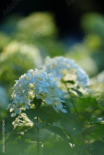 Soft white flowers cluster on a green stem, illuminated by gentle light filtering through the leaves.