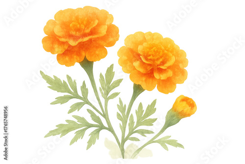 Fototapeta Naklejka Na Ścianę i Meble -  Watercolor marigolds illustration with orange flowers, green leaves, and one bud on transparent background