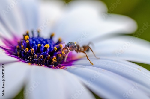 Ant on white and purple flower. Sharp macro showing pollen interaction, morphological details, and exploratory behavior in natural habitat with soft background and vivid colors.
