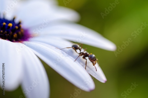 Ant on white and purple flower. Sharp macro showing pollen interaction, morphological details, and exploratory behavior in natural habitat with soft background and vivid colors.