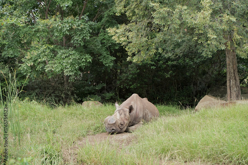 ヒガシクロサイ