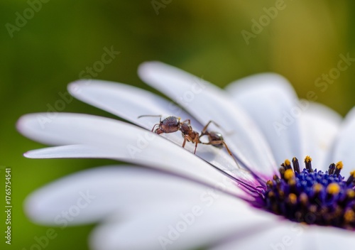 Ant on white and purple flower. Sharp macro showing pollen interaction, morphological details, and exploratory behavior in natural habitat with soft background and vivid colors.